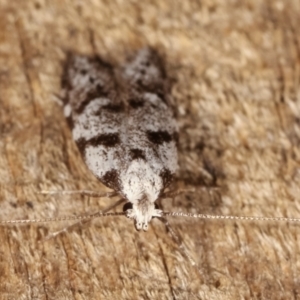 Oxythecta hieroglyphica at Melba, ACT - 8 Mar 2021 11:16 PM