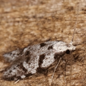 Oxythecta hieroglyphica at Melba, ACT - 8 Mar 2021 11:16 PM