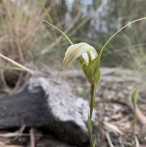 Diplodium ampliatum at Bruce, ACT - suppressed