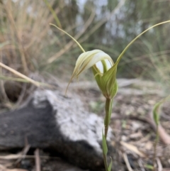Diplodium ampliatum (Large autumn greenhood) at Bruce, ACT - 19 Mar 2021 by Wendyp5