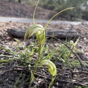 Diplodium ampliatum at Bruce, ACT - 19 Mar 2021