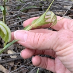 Diplodium ampliatum at Bruce, ACT - suppressed