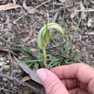 Diplodium ampliatum at Bruce, ACT - suppressed