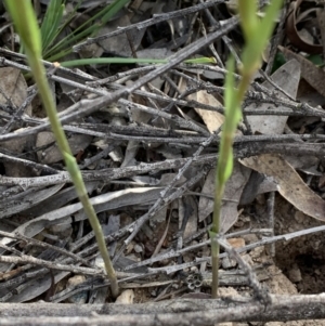 Diplodium ampliatum at Bruce, ACT - suppressed