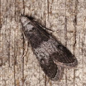 Aphomia baryptera at Melba, ACT - 8 Mar 2021