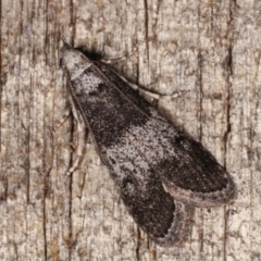 Aphomia baryptera (A pyralid moth) at Melba, ACT - 8 Mar 2021 by kasiaaus