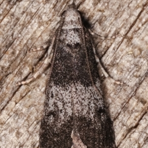 Aphomia baryptera at Melba, ACT - 8 Mar 2021