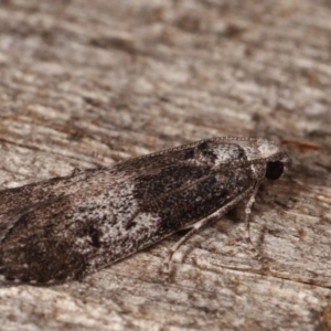 Aphomia baryptera at Melba, ACT - 8 Mar 2021