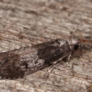 Aphomia baryptera at Melba, ACT - 8 Mar 2021 11:17 PM