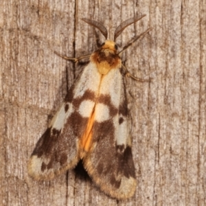 Anestia (genus) at Melba, ACT - 8 Mar 2021 11:17 PM