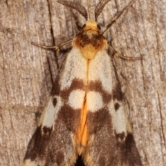 Anestia (genus) at Melba, ACT - 8 Mar 2021 11:17 PM