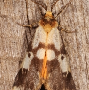 Anestia (genus) at Melba, ACT - 8 Mar 2021 11:17 PM