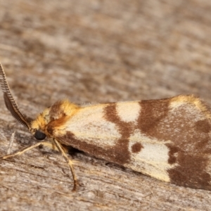 Anestia (genus) at Melba, ACT - 8 Mar 2021 11:17 PM