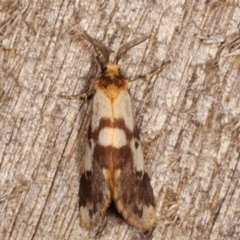 Anestia (genus) at Melba, ACT - 8 Mar 2021 11:17 PM