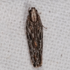 Ardozyga undescribed species nr amblopis (A Gelechioid moth) at Melba, ACT - 8 Mar 2021 by kasiaaus