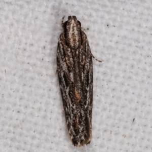 Ardozyga undescribed species nr amblopis at Melba, ACT - 8 Mar 2021 11:18 PM