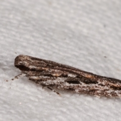 Ardozyga undescribed species nr amblopis at Melba, ACT - 8 Mar 2021 11:18 PM