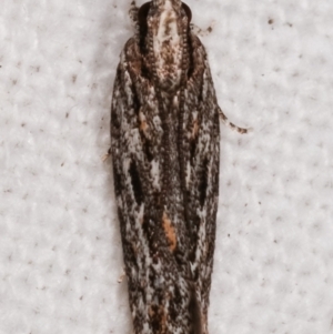 Ardozyga undescribed species nr amblopis at Melba, ACT - 8 Mar 2021