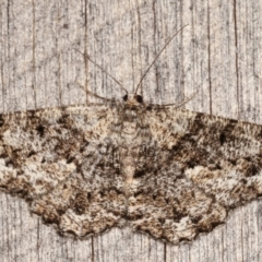 Unplaced externaria (Mahogany Bark Moth (formerly Hypomecis externaria)) at Melba, ACT - 9 Mar 2021 by kasiaaus