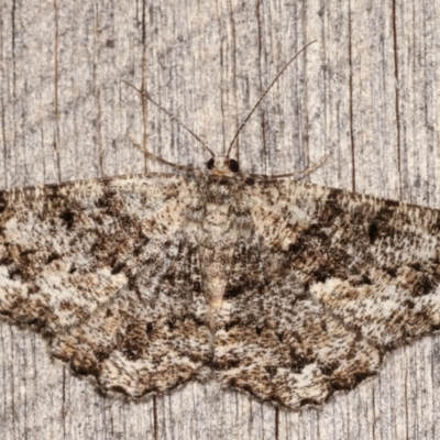 Unplaced externaria (Mahogany Bark Moth (formerly Hypomecis externaria)) at Melba, ACT - 9 Mar 2021 by kasiaaus