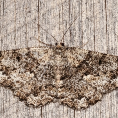 Unplaced externaria (Mahogany Bark Moth (formerly Hypomecis externaria)) at Melba, ACT - 8 Mar 2021 by kasiaaus
