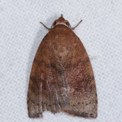 Austrocarea iocephala (Broad-headed Moth) at Melba, ACT - 8 Mar 2021 by kasiaaus