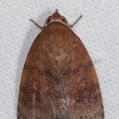 Austrocarea iocephala at Melba, ACT - 9 Mar 2021