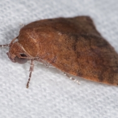 Austrocarea iocephala at Melba, ACT - 9 Mar 2021 12:47 AM