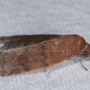 Austrocarea iocephala at Melba, ACT - 9 Mar 2021