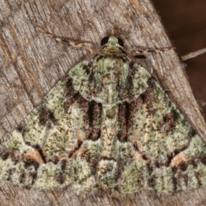 Aeolochroma metarhodata at Melba, ACT - 9 Mar 2021 12:51 AM