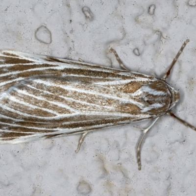 Ciampa chordota (Orange Pasture-moth) at Ainslie, ACT - 18 Mar 2021 by jb2602