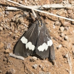 Nyctemera amicus (Senecio Moth, Magpie Moth, Cineraria Moth) at Hawker, ACT - 15 Mar 2021 by AlisonMilton