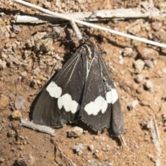 Nyctemera amicus (Senecio or Magpie moth) at Hawker, ACT - 15 Mar 2021 by AlisonMilton