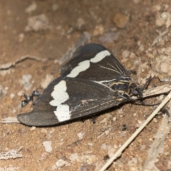 Nyctemera amicus at Hawker, ACT - 15 Mar 2021 12:19 PM