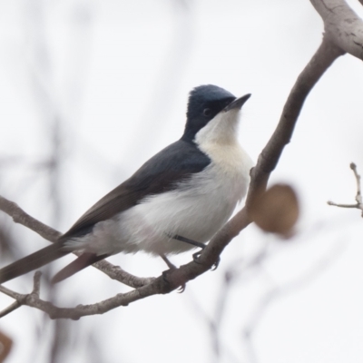 Myiagra inquieta (Restless Flycatcher) at Paddys River, ACT - 20 Mar 2021 by patrickcox