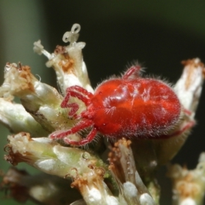 Trombidiidae (family) at Downer, ACT - 19 Mar 2021