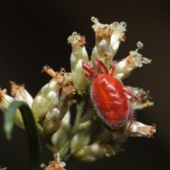 Trombidiidae (family) at Downer, ACT - 19 Mar 2021