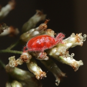 Trombidiidae (family) at Downer, ACT - 19 Mar 2021 12:48 PM