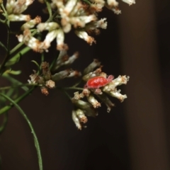 Trombidiidae (family) at Downer, ACT - 19 Mar 2021