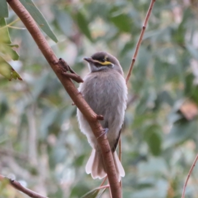 Caligavis chrysops (Yellow-faced Honeyeater) at Paddys River, ACT - 20 Mar 2021 by Christine