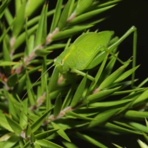 Caedicia simplex at Acton, ACT - 19 Mar 2021