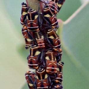 Eurymeloides pulchra at Weston, ACT - 20 Mar 2021