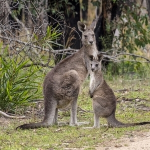 Macropus giganteus at Bundanoon, NSW - 9 Mar 2021 04:25 PM