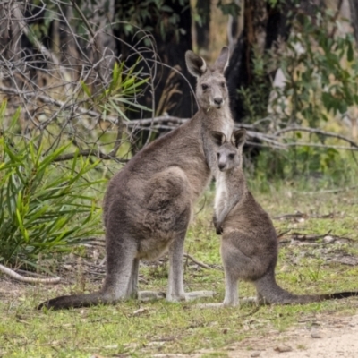 Macropus giganteus (Eastern Grey Kangaroo) at Morton National Park - 9 Mar 2021 by Aussiegall