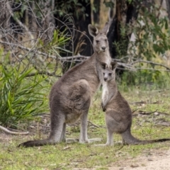 Macropus giganteus (Eastern Grey Kangaroo) at Bundanoon, NSW - 9 Mar 2021 by Aussiegall
