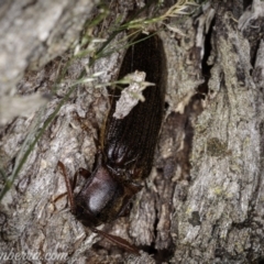 Pseudotetralobus australasiae (Click beetle) at Cooleman, NSW - 6 Mar 2021 by JonSteinbeck