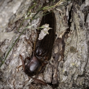 Pseudotetralobus australasiae at Cooleman, NSW - 6 Mar 2021