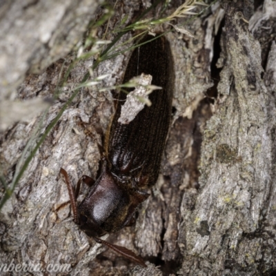 Pseudotetralobus australasiae (Click beetle) at Cooleman, NSW - 6 Mar 2021 by JonSteinbeck