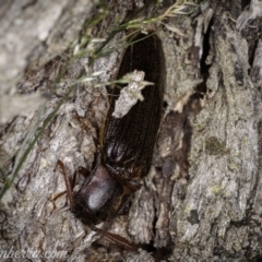 Pseudotetralobus australasiae (Click beetle) at Cooleman, NSW - 6 Mar 2021 by BIrdsinCanberra