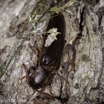 Pseudotetralobus australasiae (Click beetle) at Cooleman, NSW - 6 Mar 2021 by BIrdsinCanberra